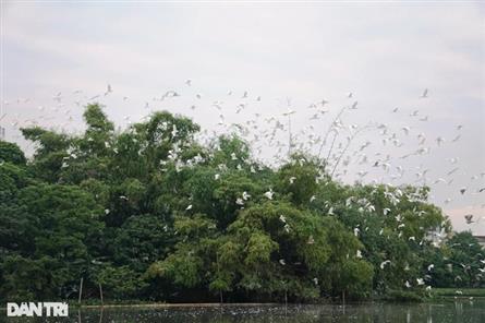 Man builds bird sanctuary in Thanh Hoa
