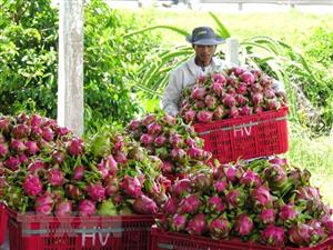 Bình Thuận dragon fruit expected to get protected status in Japan