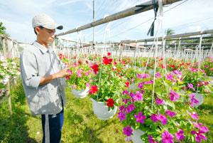 Mekong Delta flower business blooms