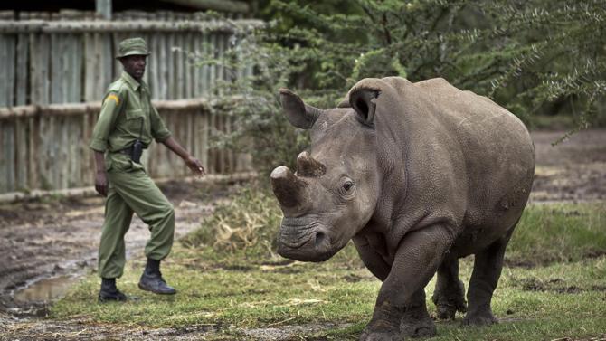 In this photo taken Tuesday, Dec. 2, 2014, keeper Mohamed Doyo walks with female northern white rhino Fatu as she is let out of her pen to graze, at the Ol Pejeta Conservancy in Kenya. The keepers of three of the last six northern white rhinos on Earth said Wednesday, Dec. 10, 2014 that it is highly unlikely the three will ever reproduce naturally, with recent medical examinations of them showing the species is doomed to extinction, unless science can help. (AP Photo/Ben Curtis)