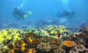 Vietnam’s sea accommodates 1,100 sq.km. of coral reefs