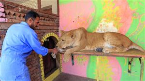 In war-torn Yemen, zoo animals face daily struggle