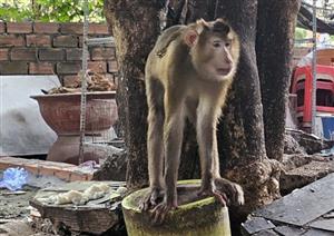 HCM City searches for another disruptive monkey