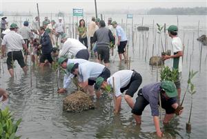Thua Thien – Hue plants mangrove forests for eco-tours
