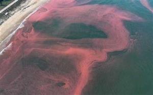 Ha Tinh sea water turns red due to algal blooming
