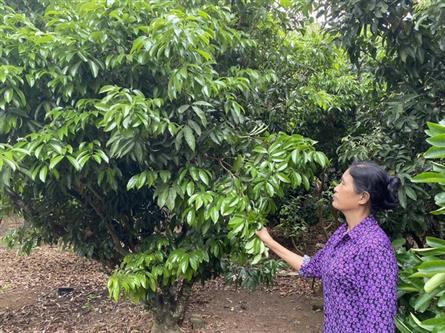 Bac Giang lychee crop set to plummet