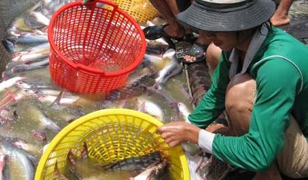 Mekong Delta fishermen face threat to livelihoods