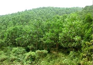 National programme targets 42% forest cover by 2020