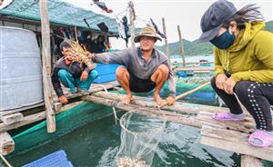 Khanh Hoa lobsters die en masse due to hot weather