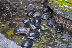 Danang pagoda hands over 114 turtles to forest rangers