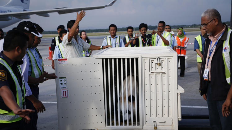 Feng Yi, one of two giant pandas from China, sits in a cage on its arrival at cargo terminal of Kuala Lumpur International Airport in Sepang, Malaysia, Wednesday, May 21, 2014. The pandas, named Fu Wa and Feng Yi, arrived in Malaysia to mark 40 years of diplomatic ties between the two countries. The pandas will be on loan to Malaysia for ten years. (AP Photo/Vincent Thian)