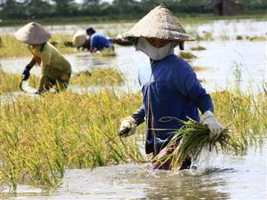 IFAD funds Ben Tre climate change adaptation project