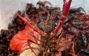 Market watchdog tightens fight against imports of banned crawfish