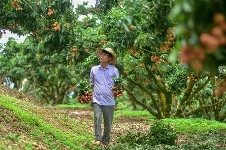 Bac Giang seeking to sell 180,000 tonnes of lychees