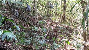 Rare douc langurs spotted in Kon Tum national park