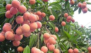 Nearly 2.5 tonnes of early-ripening lychees to enter Middle East market