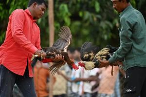 Cockfights still rule the roost in India's forest villages