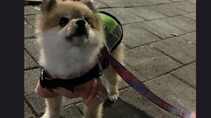 Seoul’s doggy patrol team on the move to protect their cities