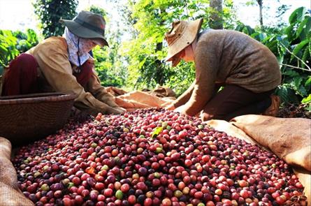 Coffee prices continue to fall