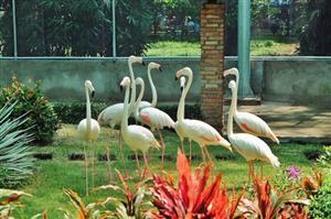 Sài Gòn Zoo opens flamingo garden, water park