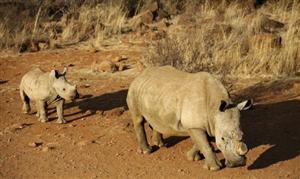 Over 500 rhinos poached in South Africa this year