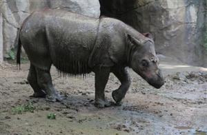 US zoo to breed rhino siblings