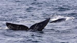 Dead southern right whale excites scientists 
