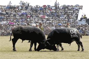 Buffalo fighting festival recognised