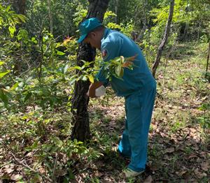 Hundreds of trees poisoned in Ninh Thuan forest