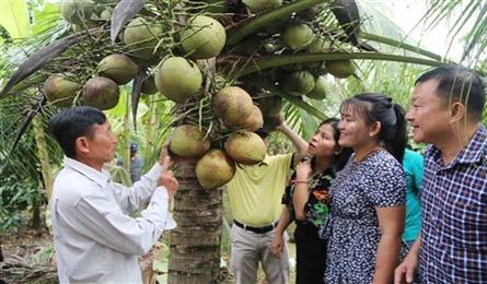Tra Vinh’s wax coconut enters Australian market