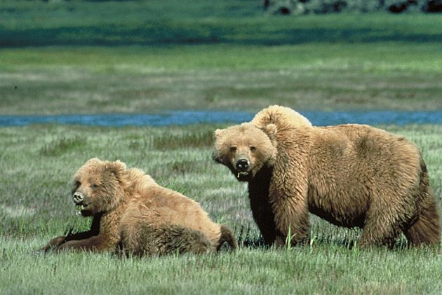 Grizzly bears still need protecting, US court rules