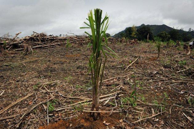 World deforestation rate 'accelerating': UN
