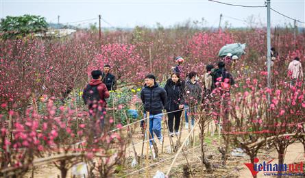 Hanoi’s peach blossom-growers busy ahead of Tet
