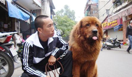 Expensive dogs become a trend in Vietnam