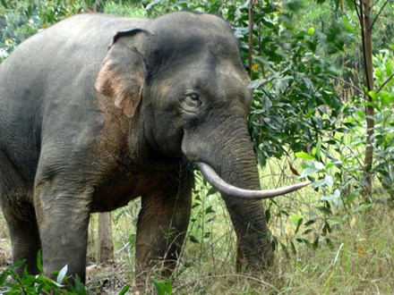 The continual erosion of forested land by local people has narrowed the living space for elephants in Dong Nai Province, leading to more conflict