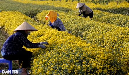 Blooming daisy season on Hung Yen