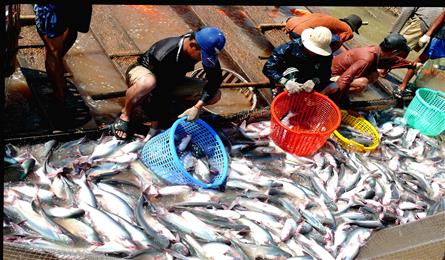 Vietnam to hold first cat fish festival soon