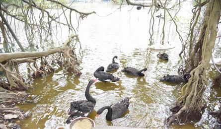 Hanoi raises swans on Hoan Kiem Lake