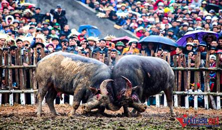 Buffalo fighting festival in Vinh Phuc reopened