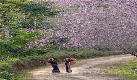 Mang Den’s cherry blossom season attracts visitors
