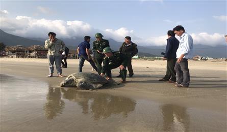 Huge rare turtle found on Thua-Thien Hue beach