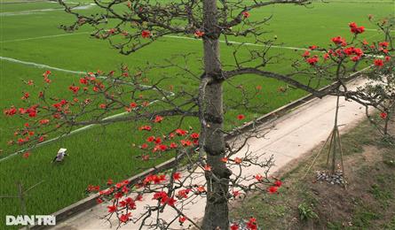 Red silk cotton flower season in Hanoi