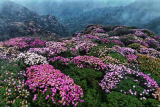 Mountain azalea bloom in Lai Chau