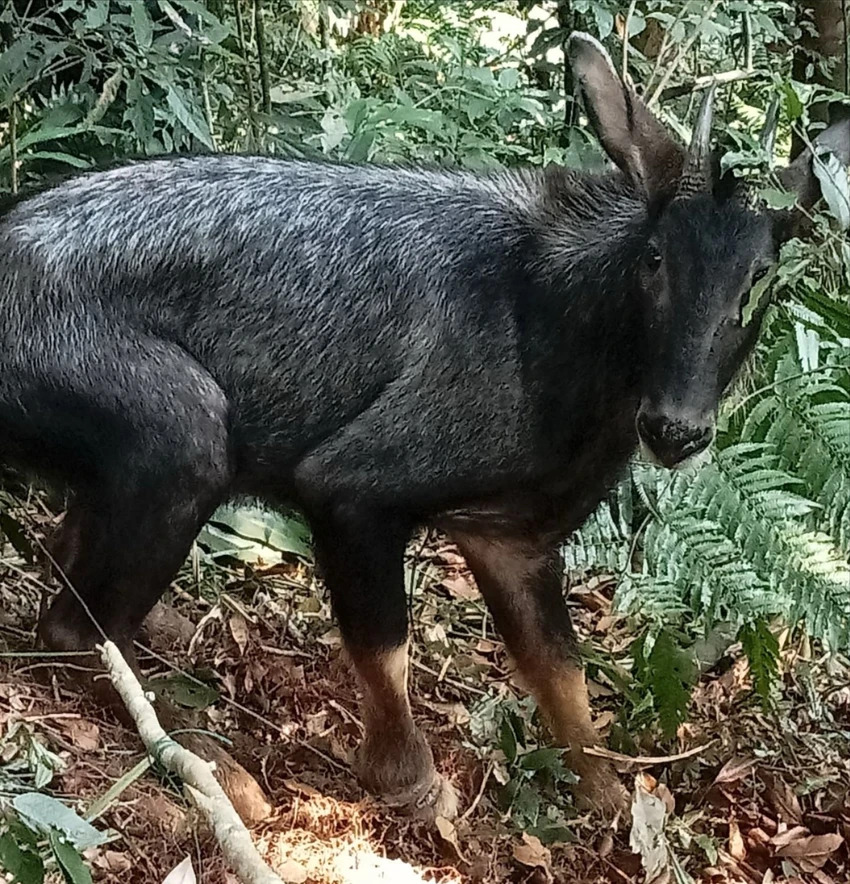 Rare trapped chamois in Quang Nam rescued