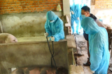 African swine fever spreads in Dak Nong