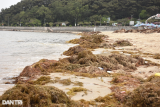 Seaweed blankets Do Son Beach