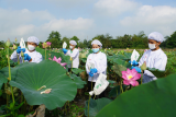 Dong Thap to hold lotus festival
