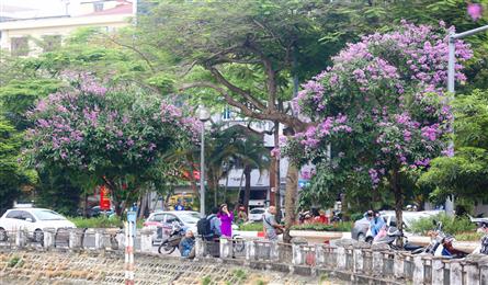 Purple crepe myrtle flower season in Hanoi