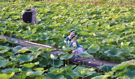 Hanoi lotus ponds enchant visitors