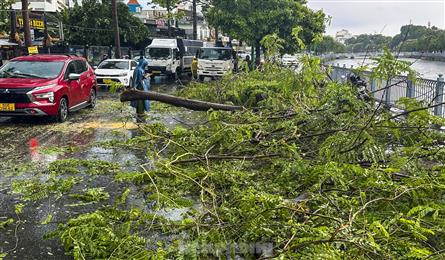 Heavy rains knock down trees, cause traffic jams in HCM City